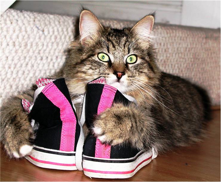 Shoes and Cat